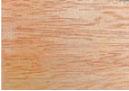 Pacific Maple